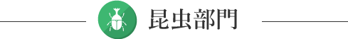昆虫部門